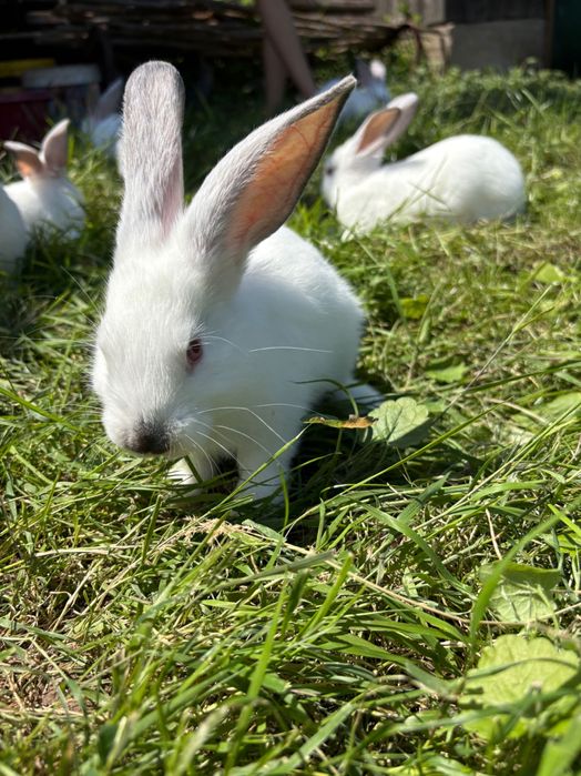 Pui de iepurași Californieni
