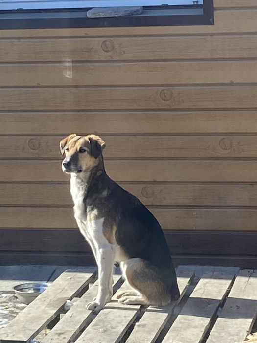 собака , в хорошие руки