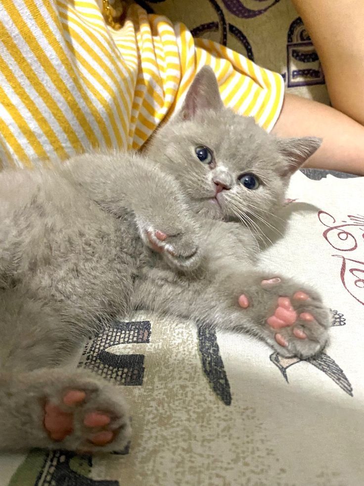 Продам британских котят