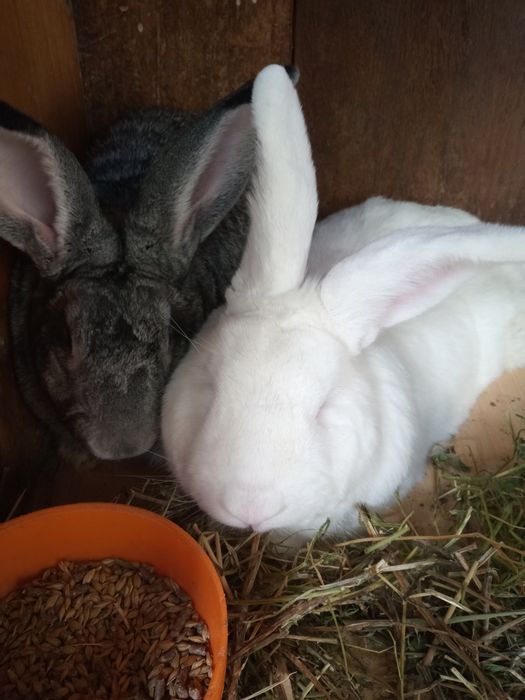Продам кроликов породы Фландр.
