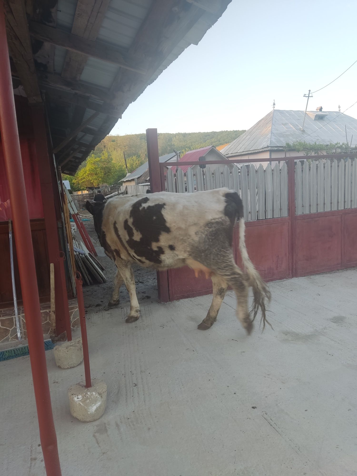 Vând vacă baltata românească