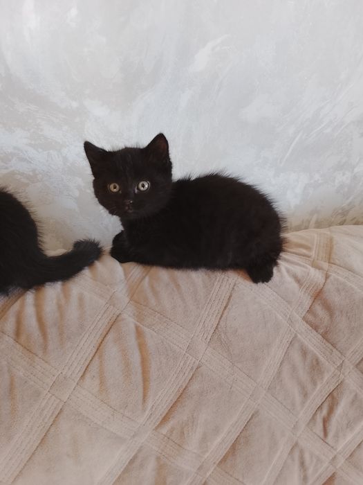 Отдам котят в хорошие и добрые руки