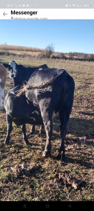 Vând 2 vaci negre cu viței