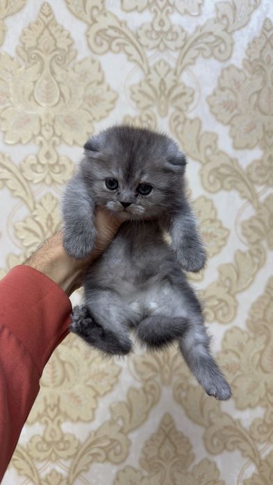 серебристий хейланд фолд