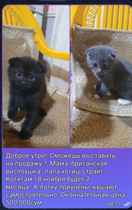 продаются веслоухие котята.