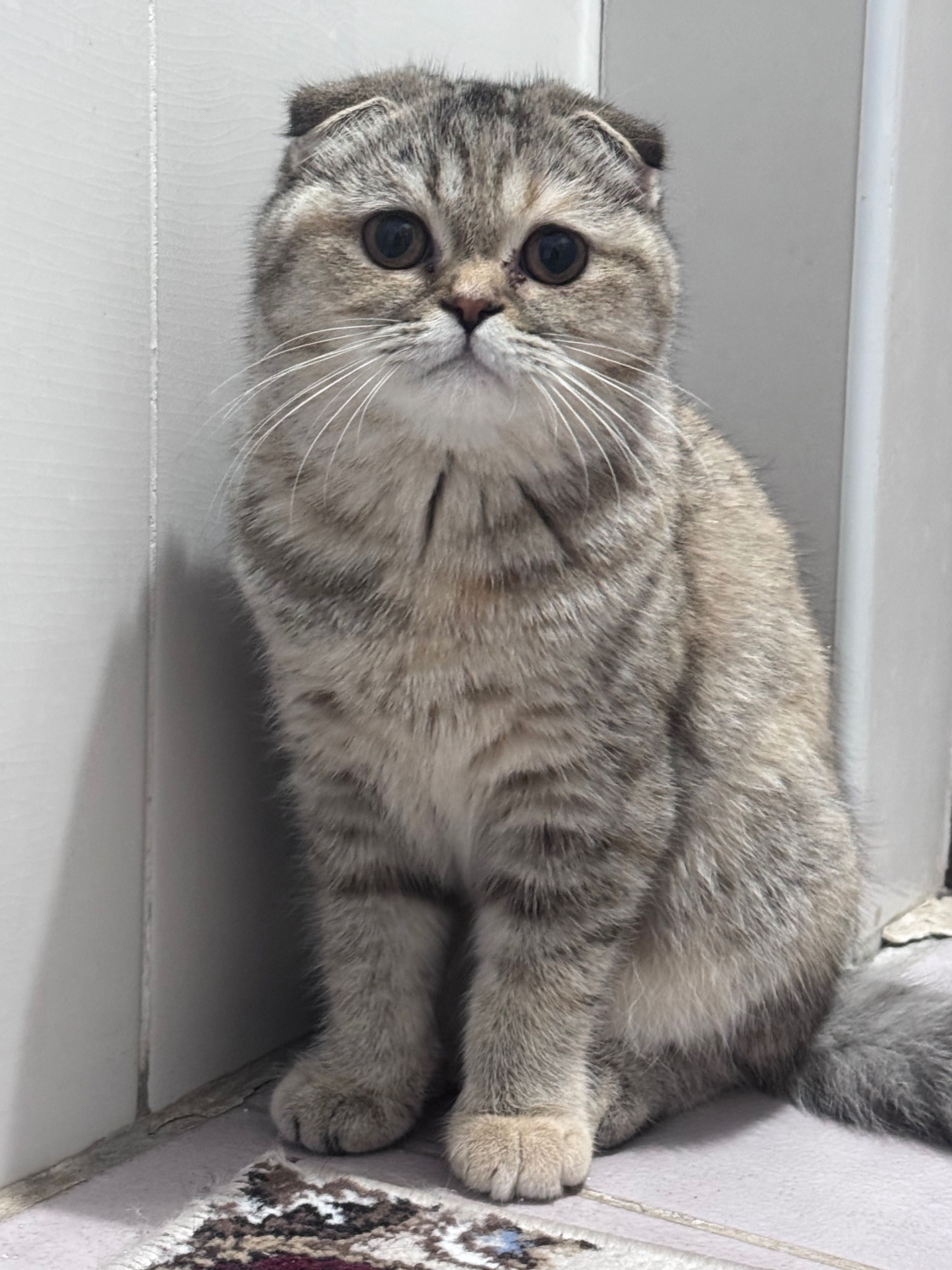 Скотиш фолд (шотландская вислоухая кошка). SAMARQAND