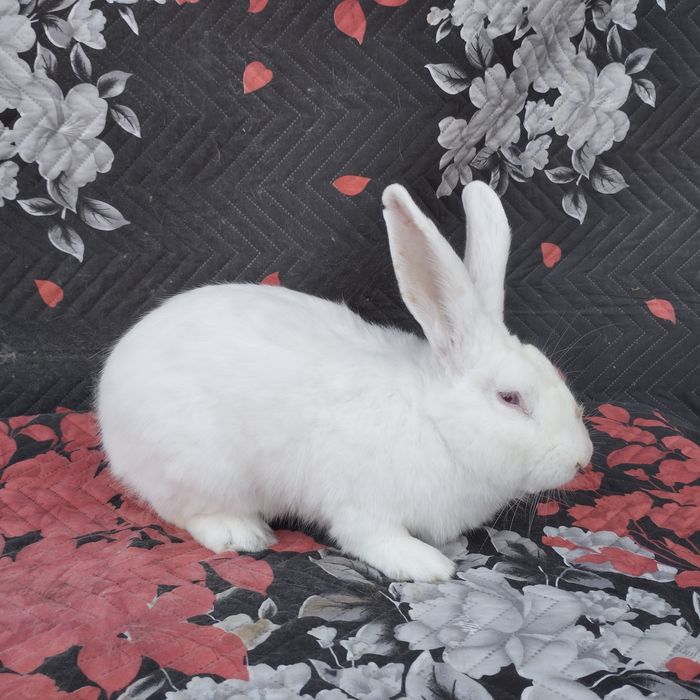 Цика и калифорнийски зайци