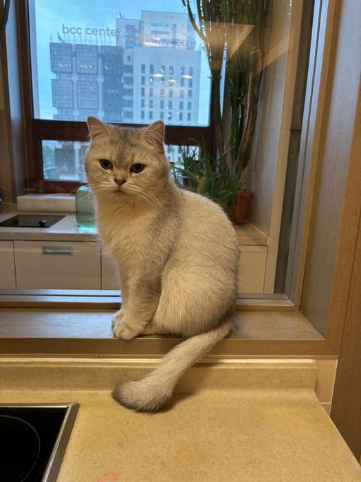 Британская шиншилла