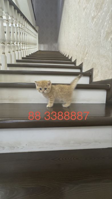 Продаётся чистокровный котята золотая шиншилла