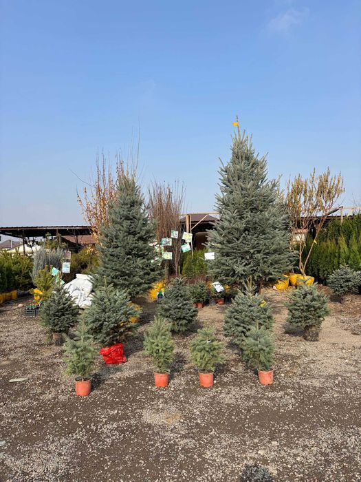 Ель На новый год Живая в горшке Голубая и зеленая елка с доставкой