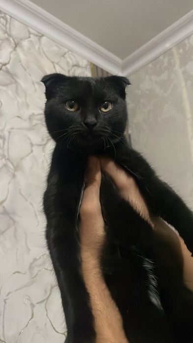 Онаси скоттиш фолд