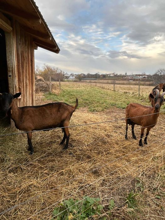 Vand capre si iedite