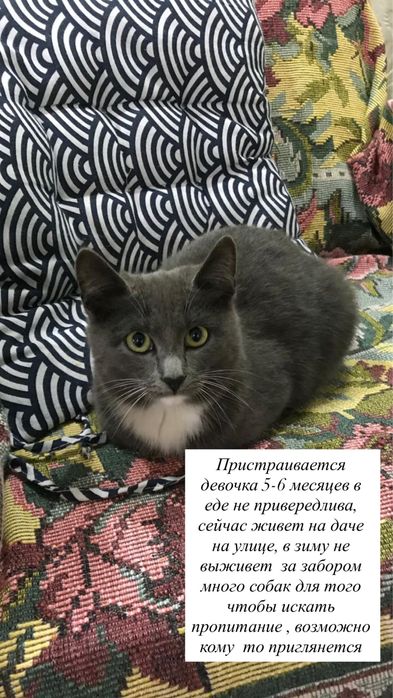 Пристаривается котенок девочка 5-6 месяцев