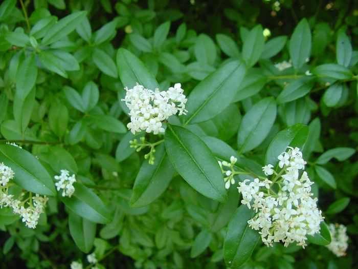 Gard viu cu flori / crestere rapida / verde iarna