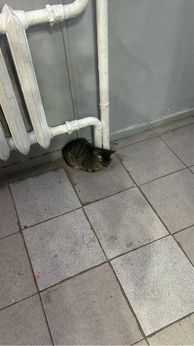 Отдадим котеночка в добрые руки! Город Астана!