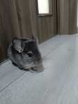 Pui chinchila gri silver