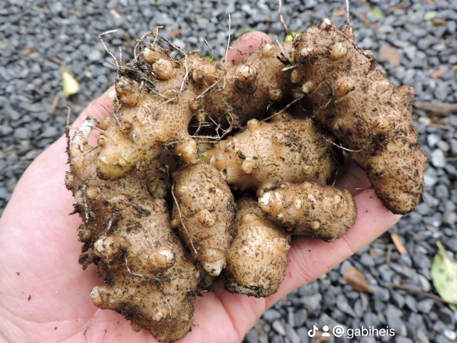 Usturoi elefant perenă , varză kale Daubenton's,ceapă egipteană, oca ,
