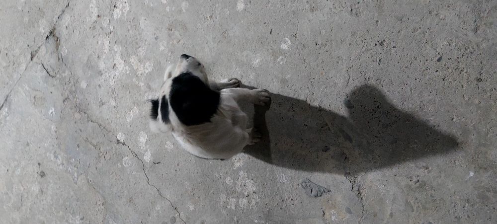 It bolasi tekinga beriladi