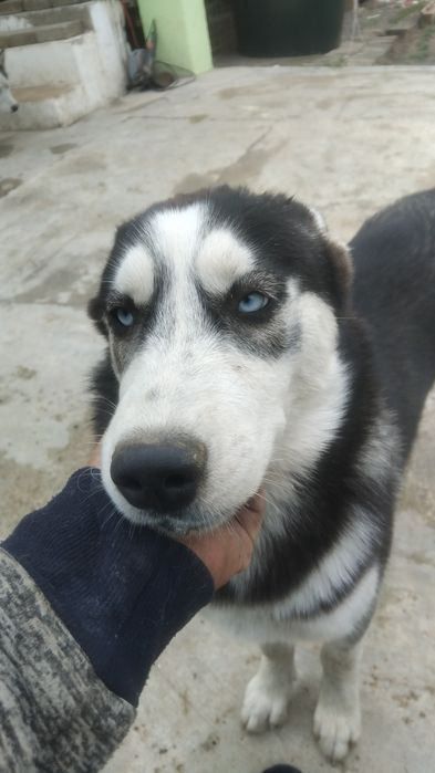 De vanzare pui huski siberian