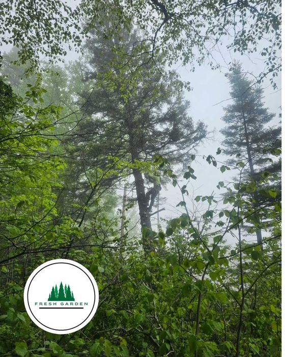 Servicii Arboristică Profesionale-Tăieri,Toaletări,Curatari Copaci