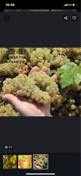 Vand struguri de vin productie 2025