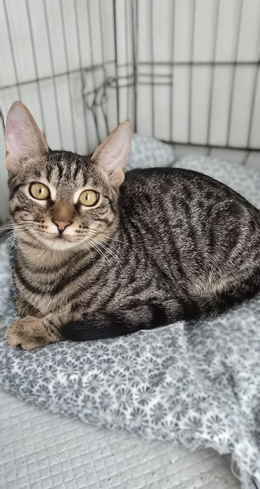 Motanelul Kiko, vaccinat