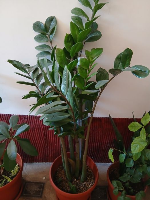 Tuvak gullar sonic 2ta