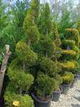 Amenajări spati verzi plante ornamentale gazon rulou etc