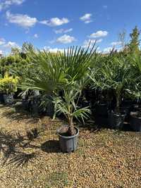 Palmieri plante ornamentale