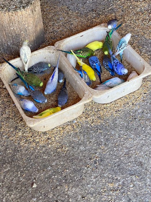 Desființez crescătorie papagali perusi