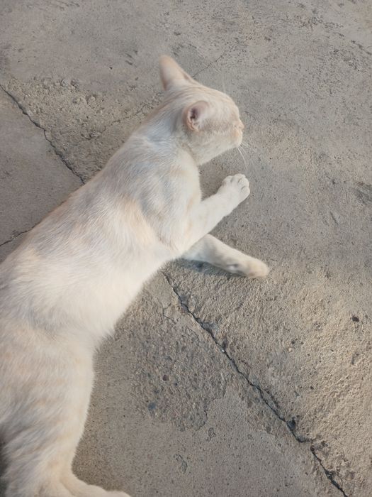Отдам кота в хорошие руки