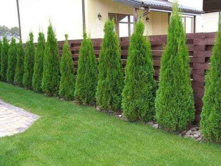 Tuia mesteacăn tei mirositor