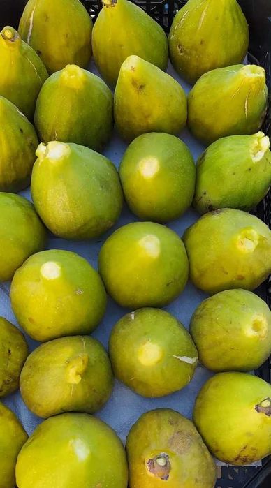 Далматинска смокиня - едра като круша