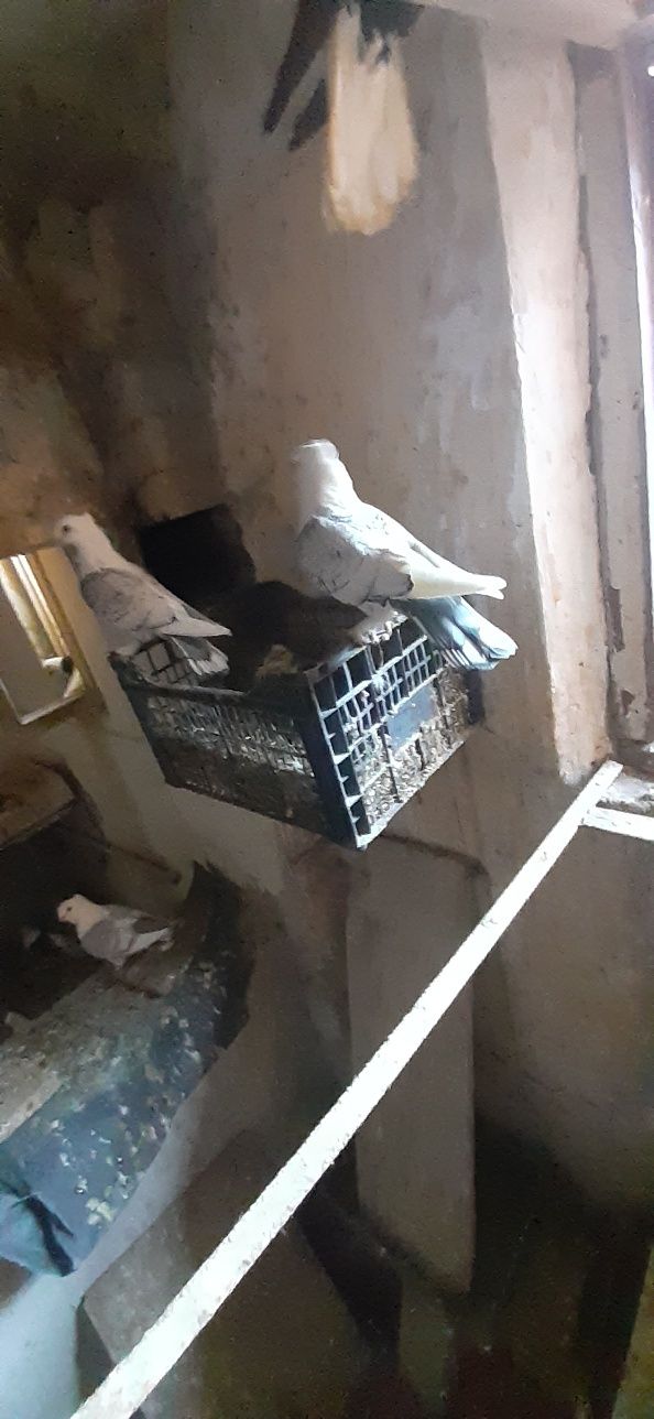 Porumbei jucători ,zburători și misirlii
