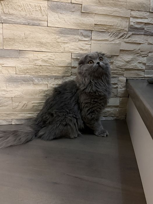 Motanel scottish fold long hair