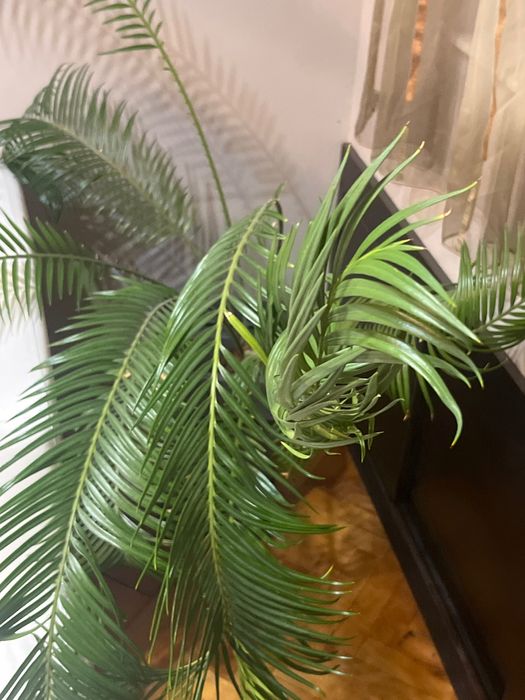 растение Палма Цикъс