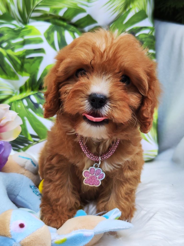 Той Кавапу- Cavapoo/ Той пудел и Кавалер Кинг Чарлз шпаньол