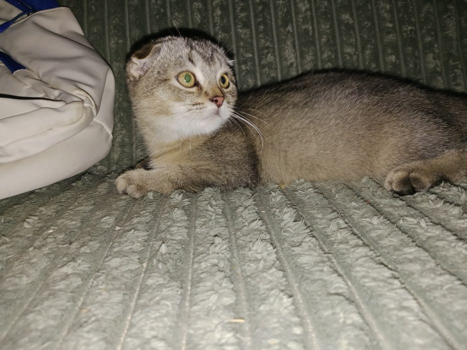 Шотландский котёнок 4 Мес мальчик