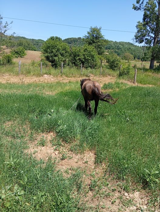 Vând mânz un an și două luni