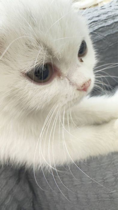 Кошка Мушук Пшак