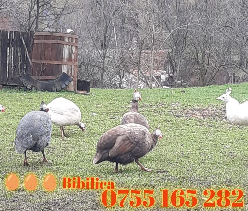 Bibilici colorate