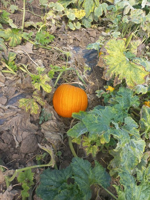 Vând dovleci Hallowen