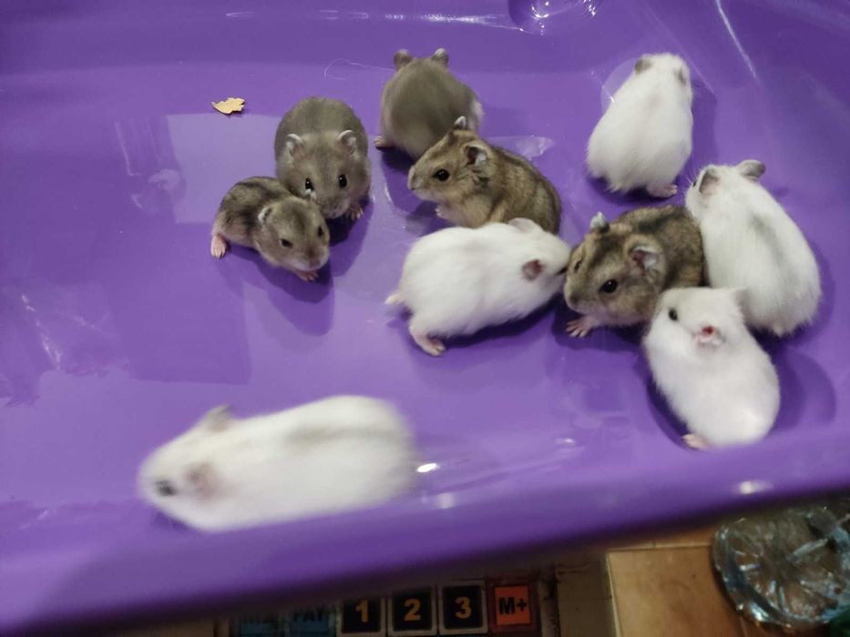 Мини хамстерчета