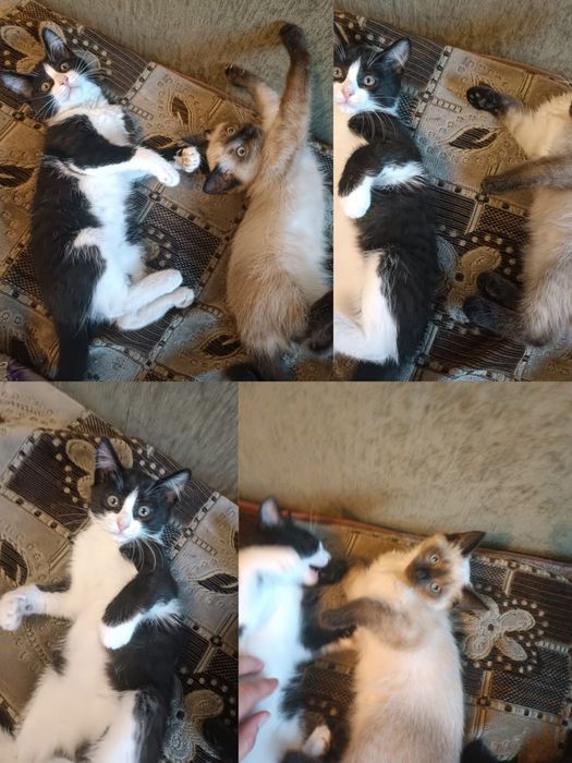 Очень милые и красивые котятки