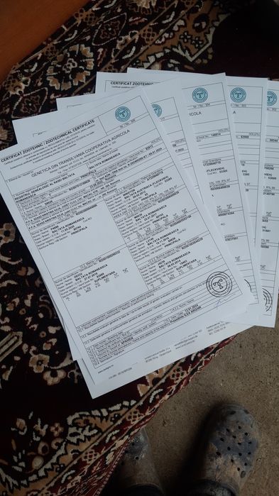 Vand junincii si viței  cu Certificat de Origina B.R