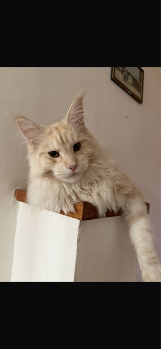 pui maine coon 1 an fertil