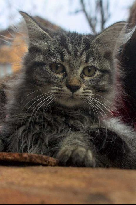 Три малки котенца търсят любящ дом – на 3 месеца