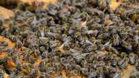 Силни работещи пчелни отводки ДБ-Доставка София