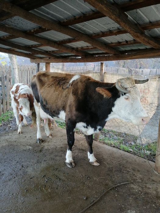 Vacă cu vițea de vînzare