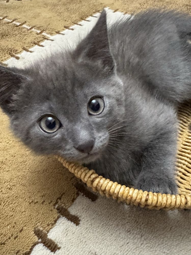 Трех месяченые котята